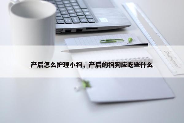产后怎么护理小狗，产后的狗狗应吃些什么
