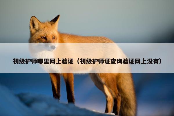 初级护师哪里网上验证（初级护师证查询验证网上没有）