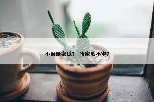 小颗哈密瓜？ 哈密瓜小蜜？