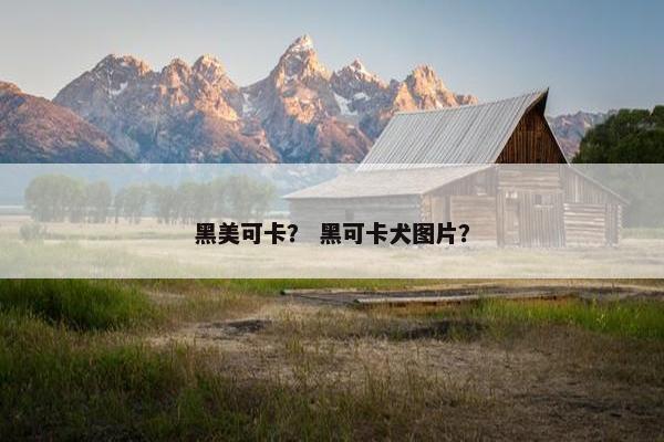 黑美可卡？ 黑可卡犬图片？