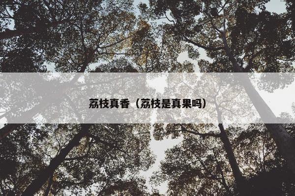 荔枝真香（荔枝是真果吗）